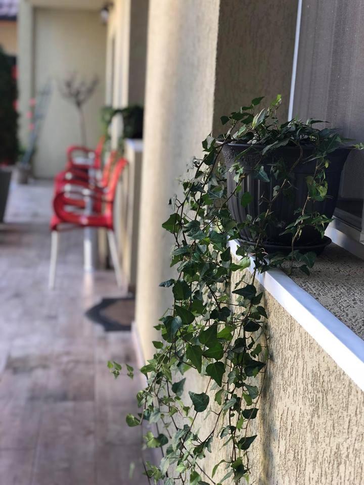 Hotel Vila Nicole Haţeg Zewnętrze zdjęcie